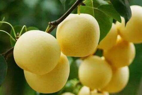 CHINESE PEAR