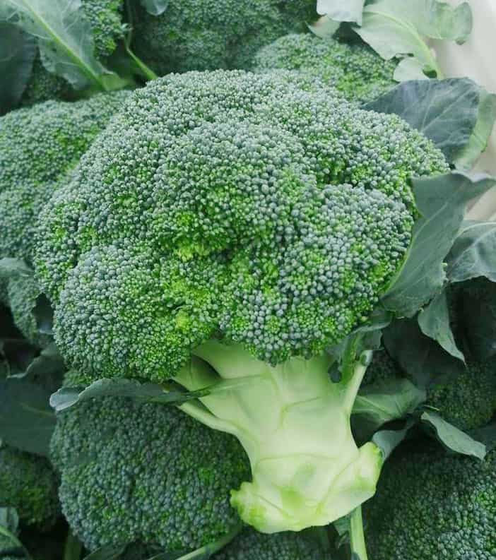 Broccoli3