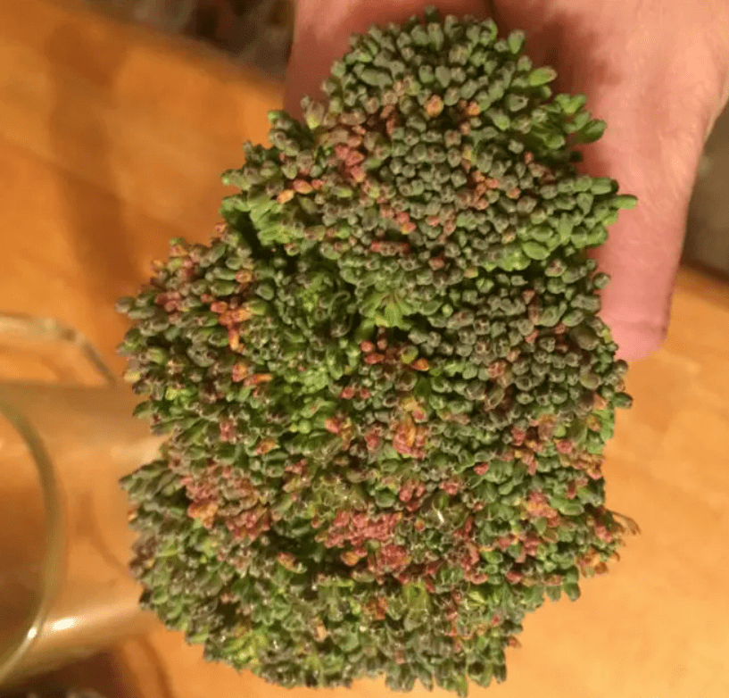 brown spots on the head of the broccoli
