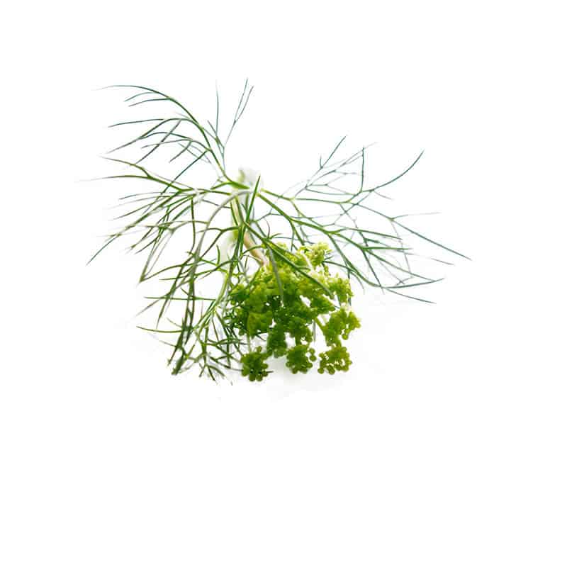 Dill Seed 1