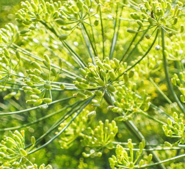 Dill Seed 2