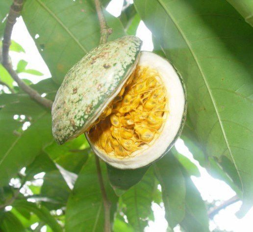 Voavanga Fruit