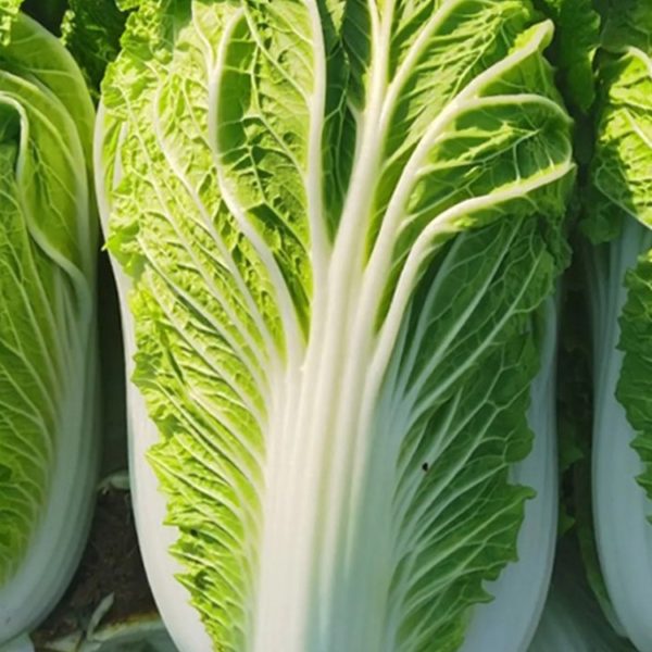 What To Do With Napa Cabbage – 13 Napa Cabbage Recipes You Must Try