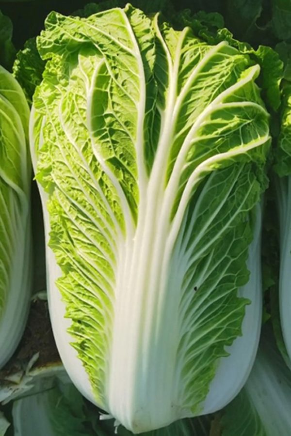 What To Do With Napa Cabbage – 13 Napa Cabbage Recipes You Must Try