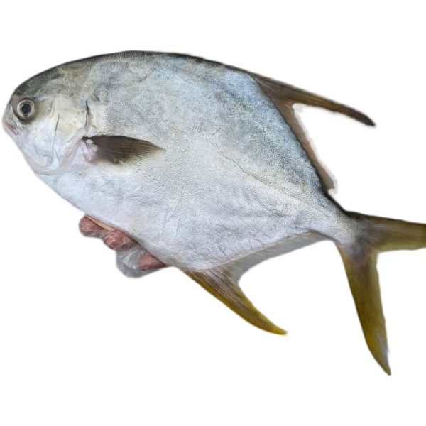 What Is Pompano Fish + 14 Best Pompano Fish Recipes